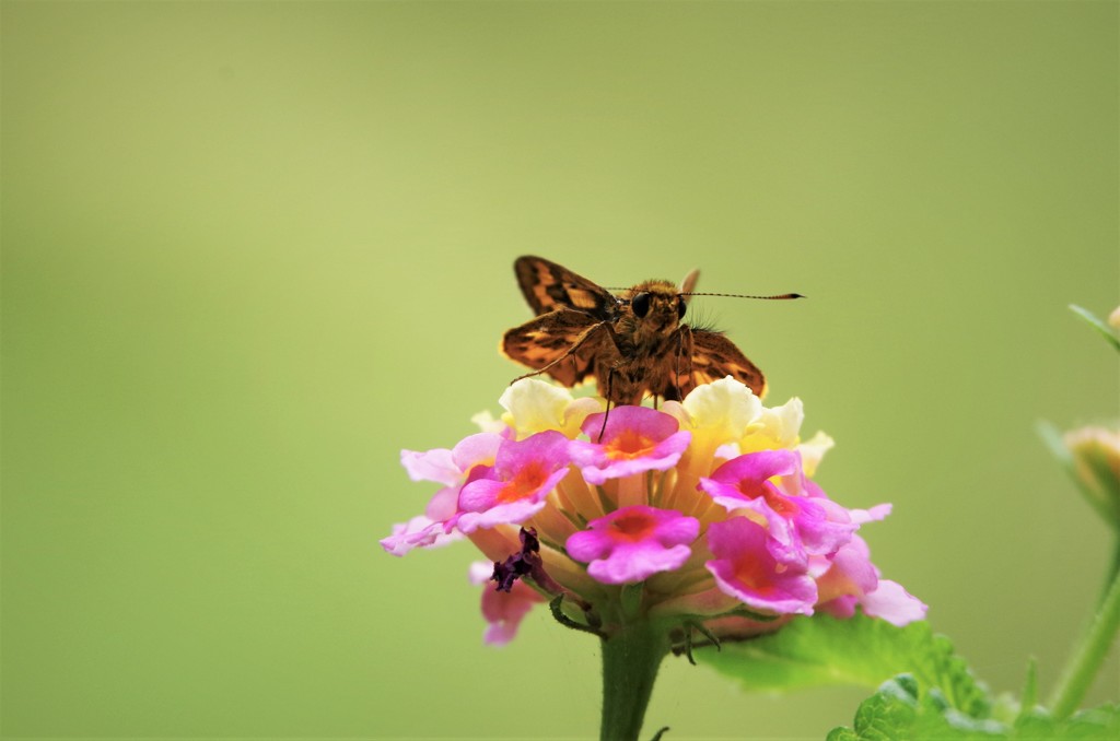 セセリチョウ (1)