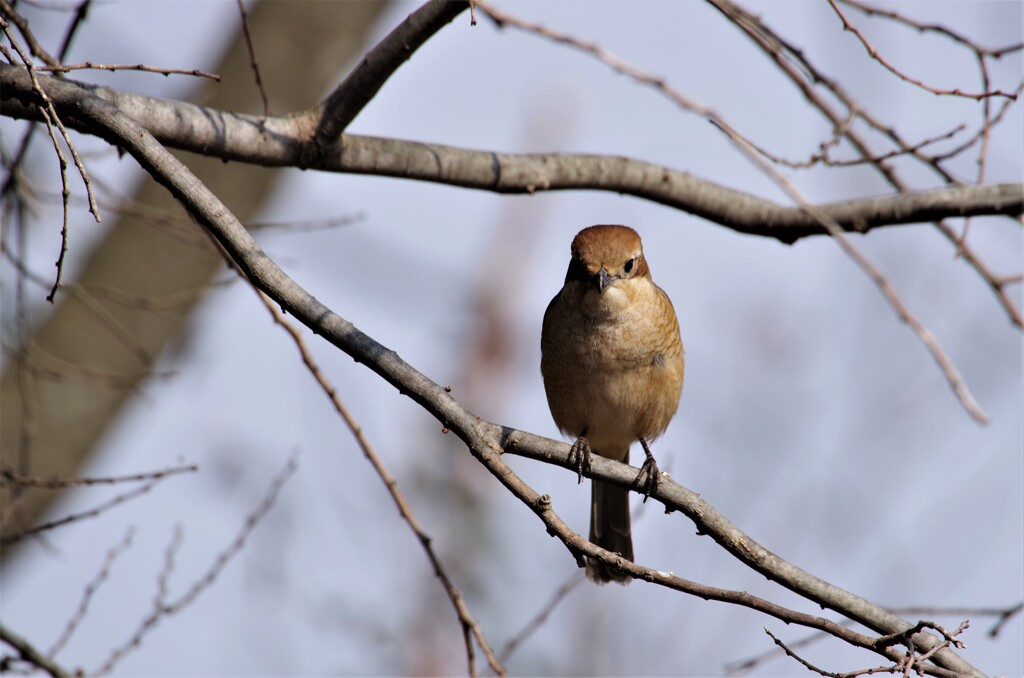 昨日の野鳥 (3)