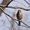 昨日の野鳥 (3)
