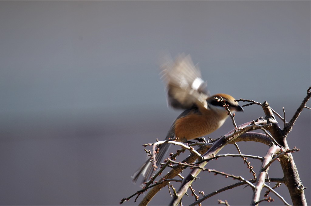 一昨日のモズ (2)