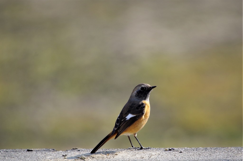 一昨日のジョビ君 (2)