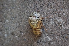 がんばれー