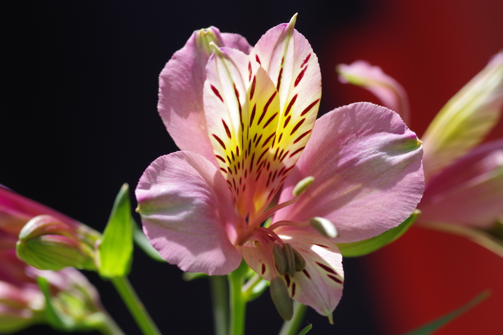 アルストロメリア