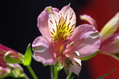 アルストロメリア