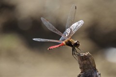 今日の赤トンボ (2)