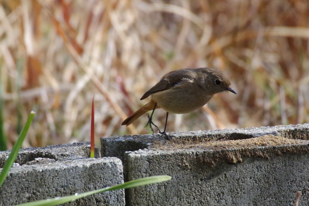 昨日のジョビちゃん (2)