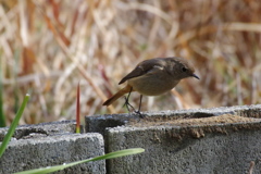 昨日のジョビちゃん (2)