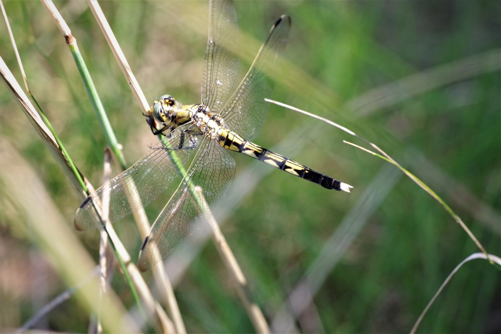 シオカラちゃん (2)