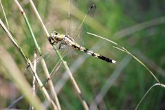 シオカラちゃん (2)
