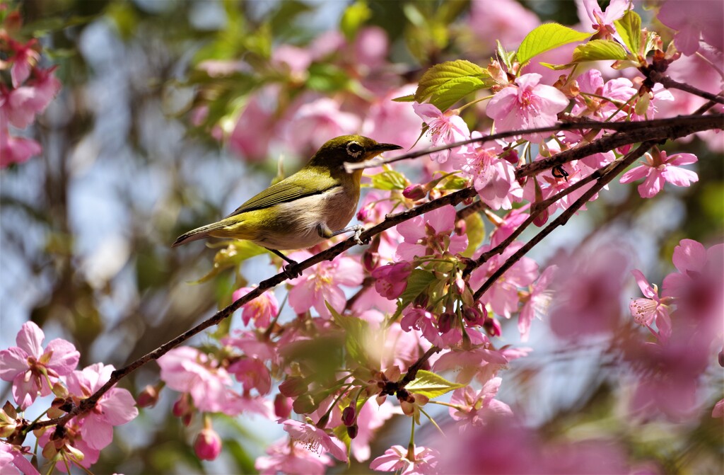 桜とメジロ (2)