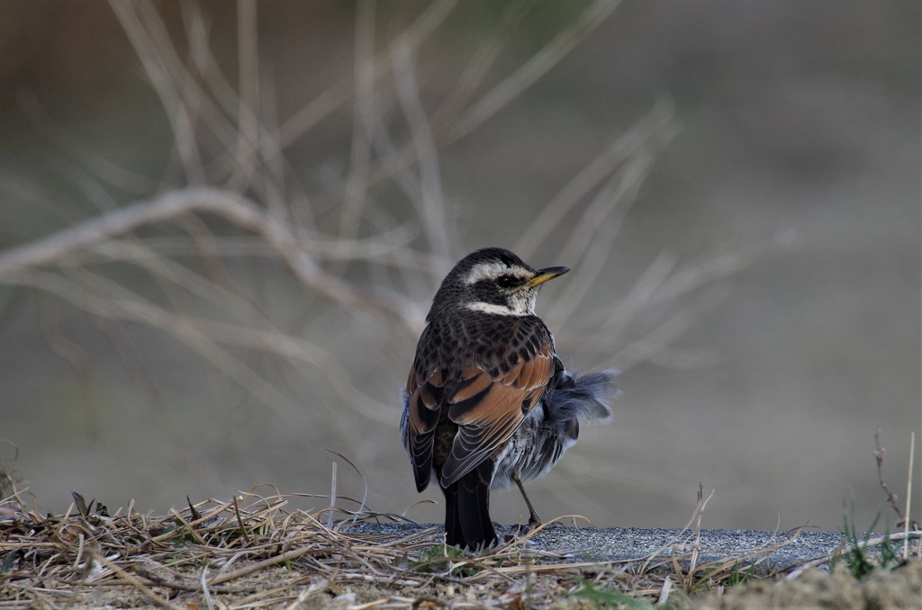 昨日のツグミ (1)
