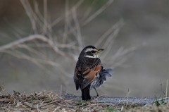 昨日のツグミ (1)