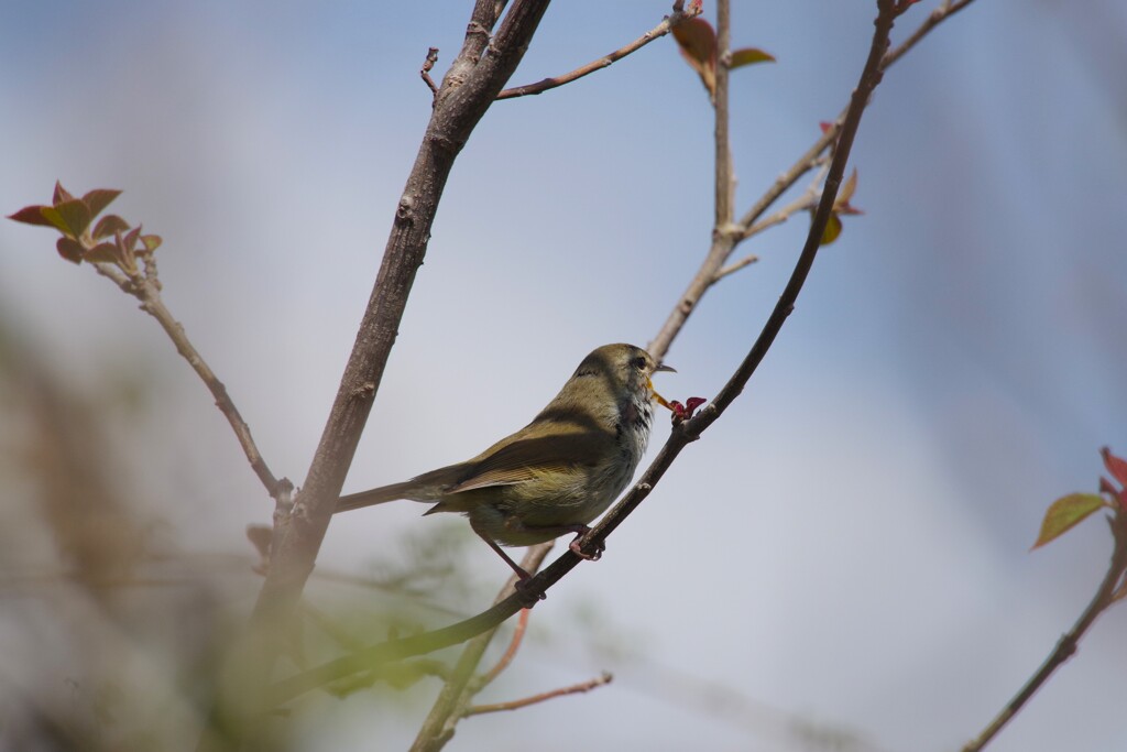春の鳥 (2)
