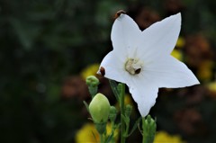 そっちは、どうやぁ