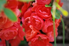 昨日の花 (3)