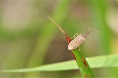 僕たちの季節や (3)