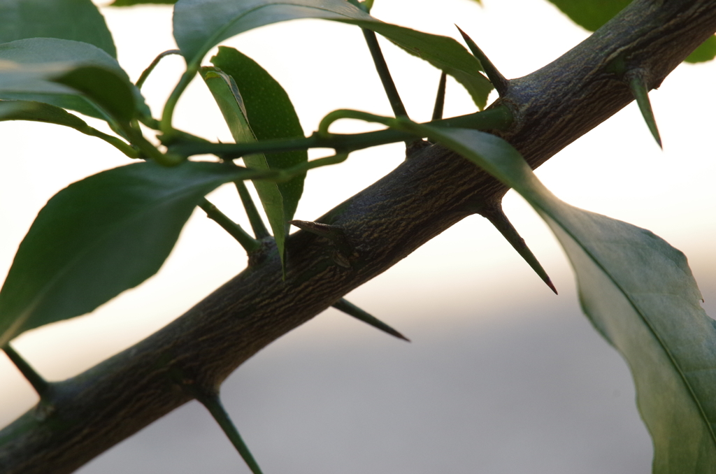 これは、痛そう