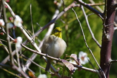 昨日のメジロ (1) 