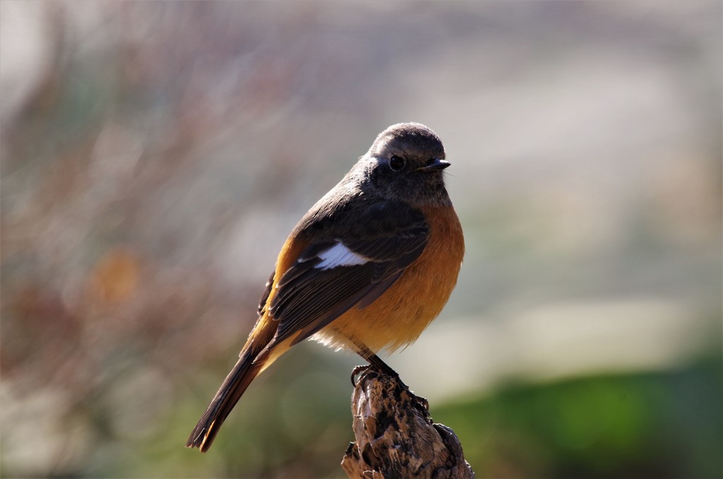 一昨日のジョビ君  (3)