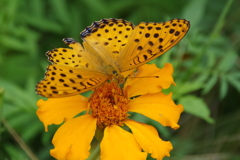 今日のツマグロヒョウモン　