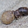 でんでんむし (2)