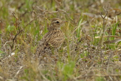 ヒバリ (2)