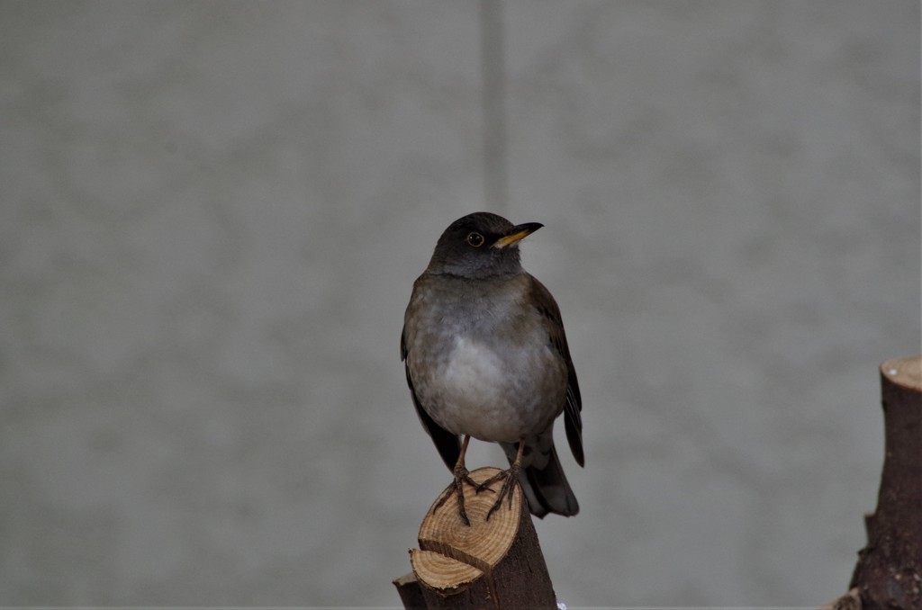 シロハラちゃん  (3)