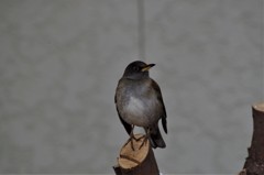 シロハラちゃん  (3)