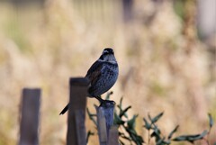 昨日の野鳥 (1)