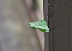 また見つけました・・・。