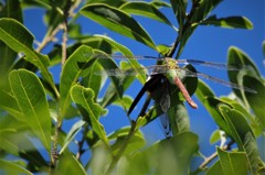 ギンヤンマと・・・