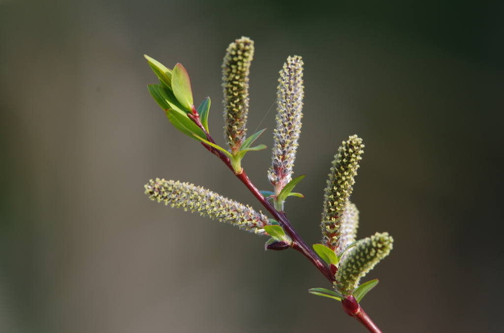 イヌコリヤナギ