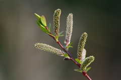 イヌコリヤナギ