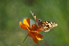 ツマグロちゃん (1)