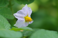 ジャガイモの花
