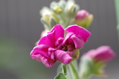 ピンクのストック