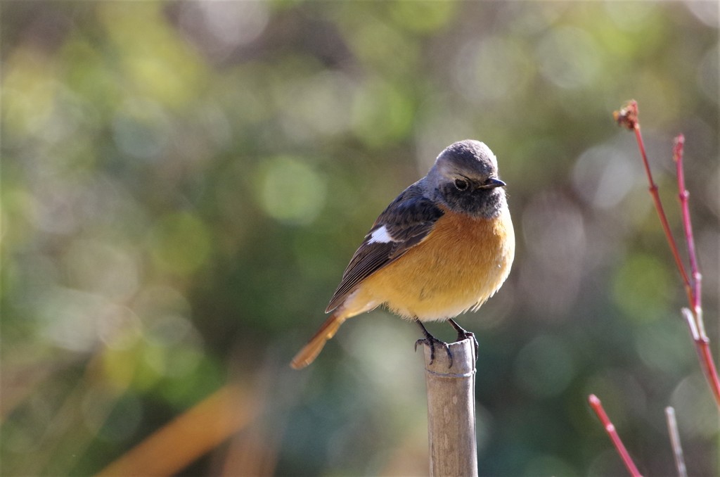 一昨日のジョビ君  (2)