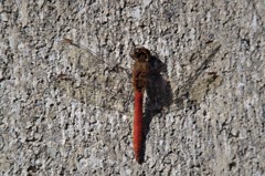 昨日のトンボ (2)