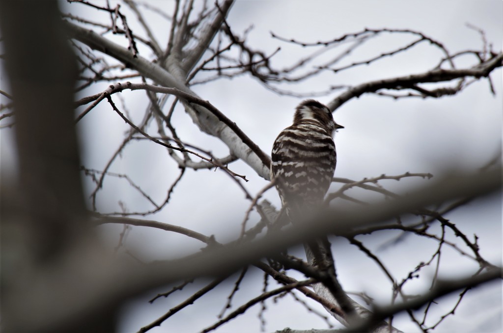 コゲラちゃん (2)