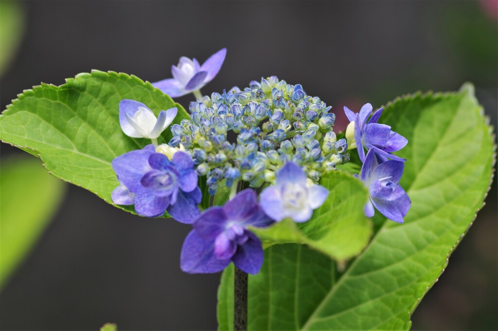 紫陽花 (2)
