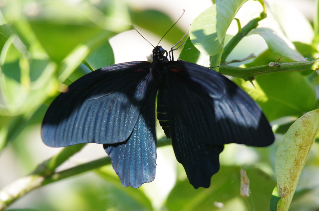 ナガサキアゲハ (2)