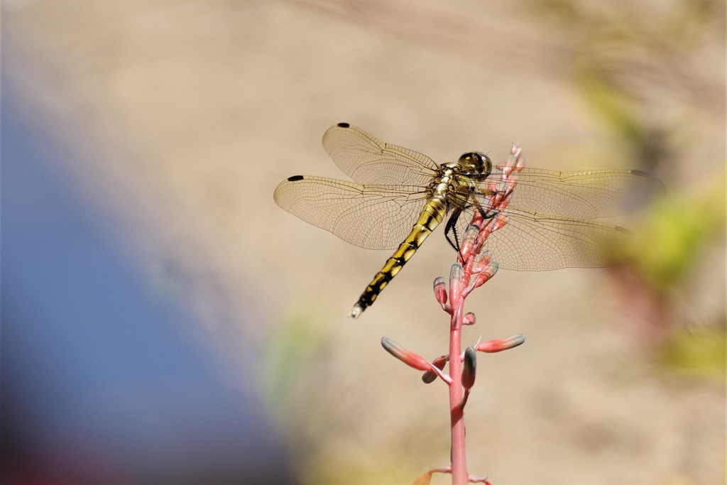 今日のトンボ (2)