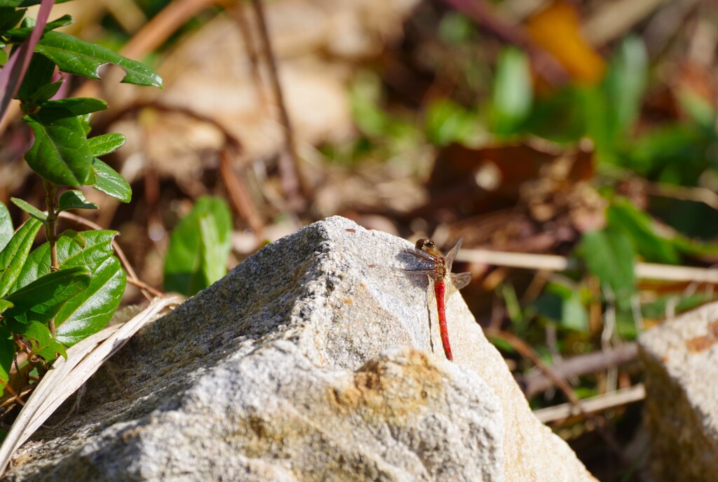 今日も、居ました。 (1)
