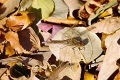 今日のアキアカネ (2)