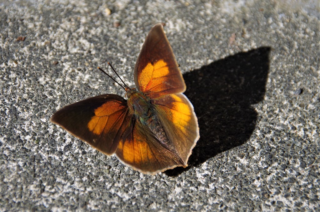 こんなところで・・・ (1)