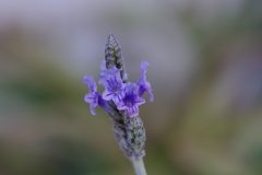 レースラベンダー