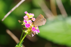 ムラサキシジミ (2)