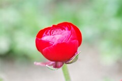 ご近所にて (1)