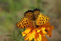 日差しを受けて (2)