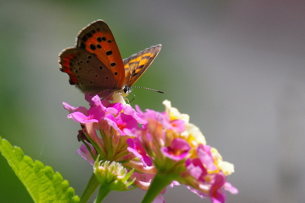 昨日のベニシジミ (3)